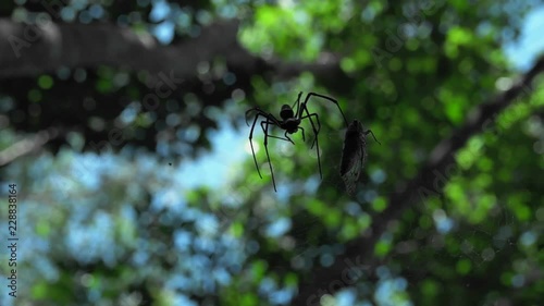 Spider Eating Cicada in Jungle Forest photo