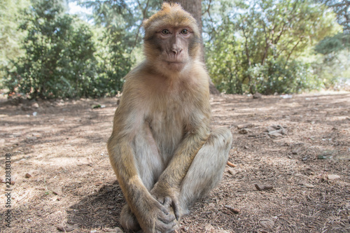 Young Barbary Macaque Monkey sitting in ground in the cedar forest Mid Atlas range Azrou, Morocco photo
