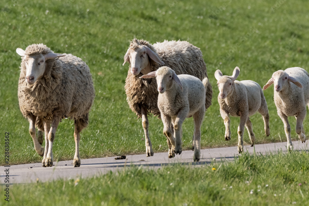 Obraz premium Schafe beim Joggen