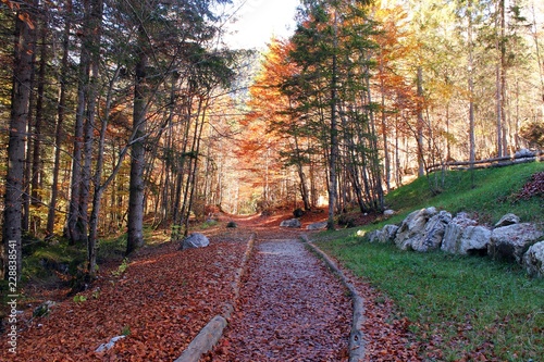 Italy, Trentino: Road in the woods in autumn.