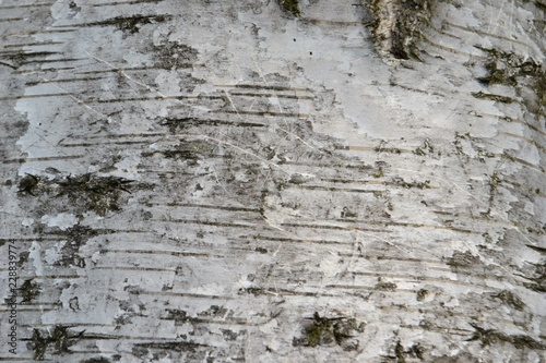 Fototapeta Closeup photograph of the bark of a silver birch tree