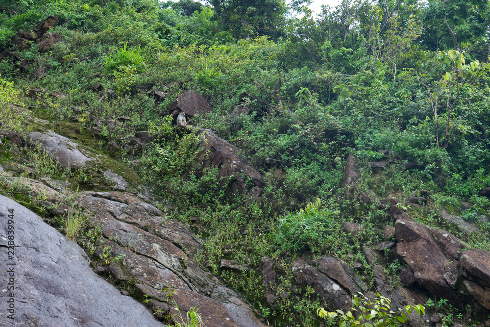 Nature on the island of the monkeys in Vietnam. Nature on the island of the monkeys in Vietnam.