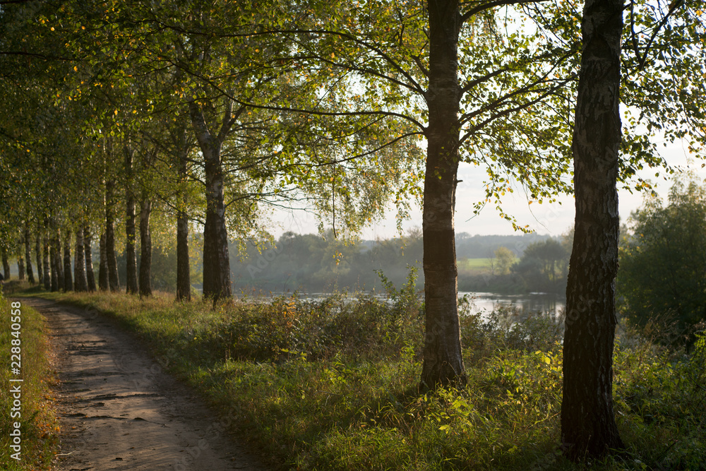 Naklejka premium Alley with trees under sunlight