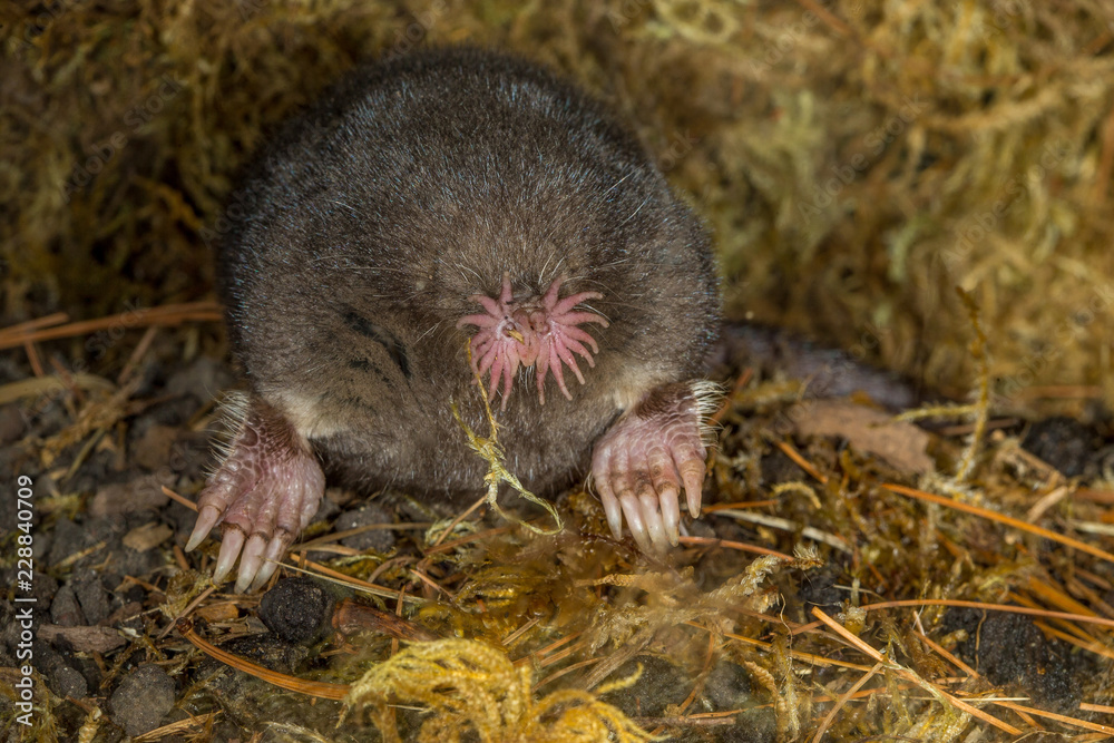 Star-nosed Mole taken in central MN under controlled condtions Star-nosed Mole taken in central MN under controlled condtions
