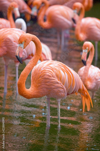 American  or Rosy  flamingoes standing in the rain  Singapore.