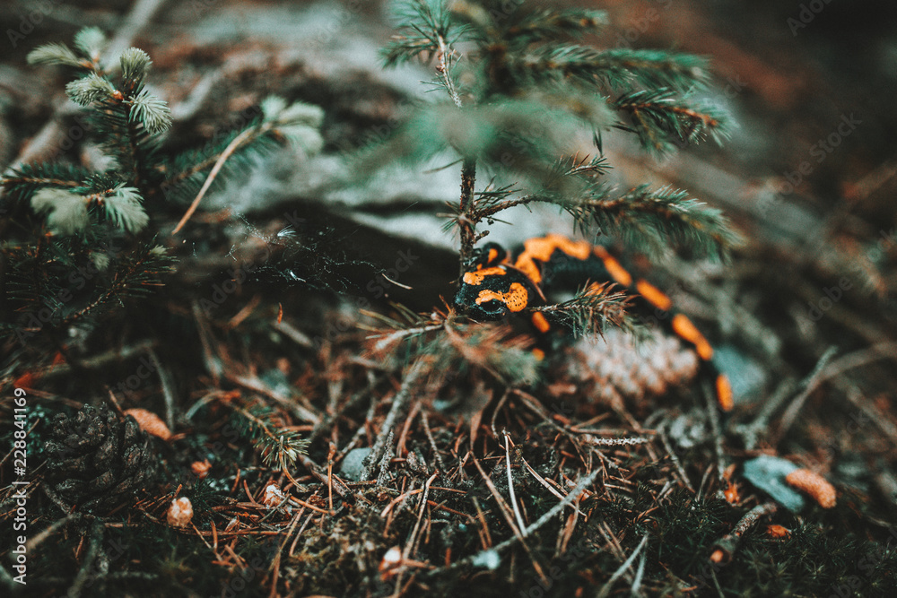 Feuersalamander Feuersalamander