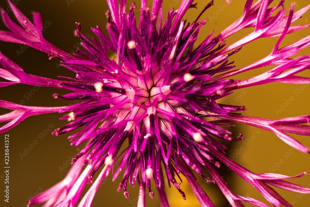 Obraz premium welted thistle