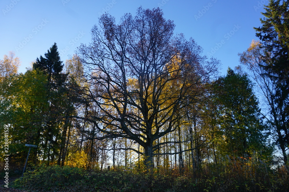 Fototapeta premium tree