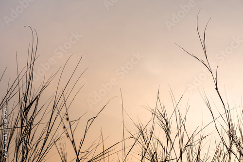 Dried blade of grass in the evening light