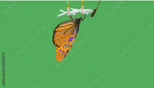 Butterfly Illustration with Flowers