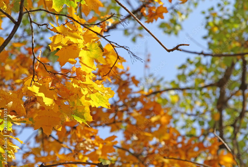 Fall Foliage Leaves Depend Run Autumn Maple Leaves. Beautiful autumn landscape with yellow trees and sun. Colorful foliage in the park. Falling leaves natural background