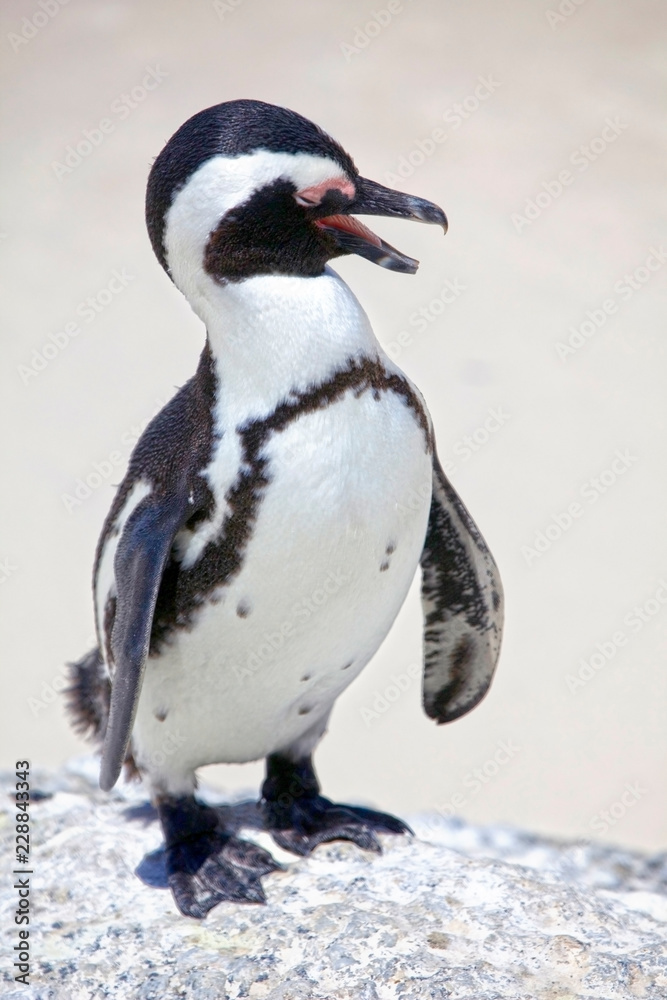 Fototapeta premium African Penguin standing on a rock on Boulders Beach, South Africa.