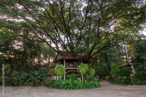 Low-level view Close-up of a vetiver-hut roofed house with a solid trunk structure with large trees.