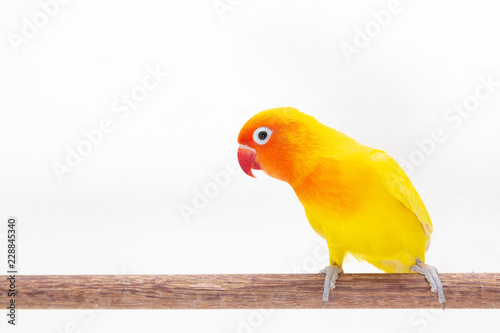 The Double Yellow Lovebird on white