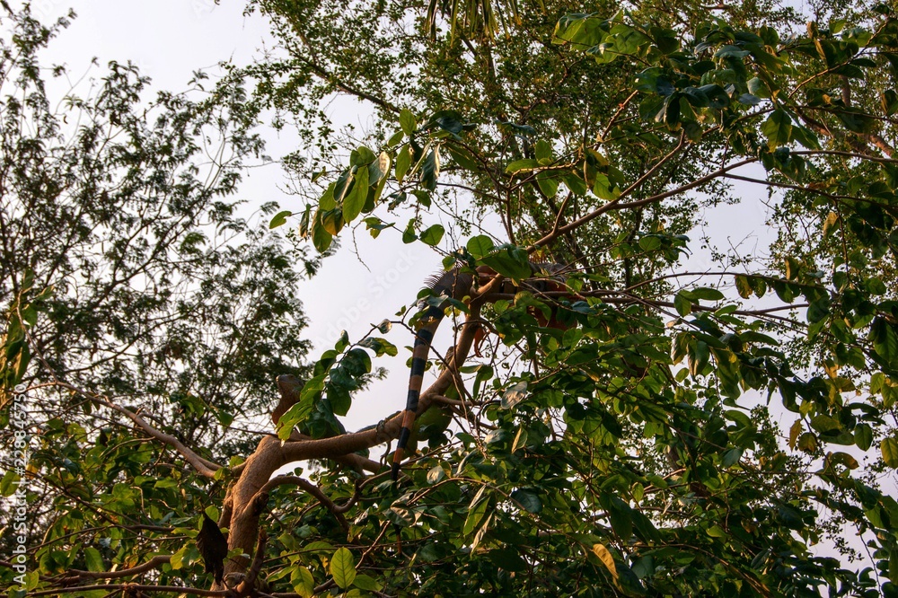 Fototapeta premium Iguana is an animal in the chameleon family nestling on a tree in this garden.