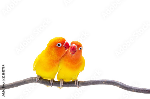 The Double Yellow Lovebird on white backgro