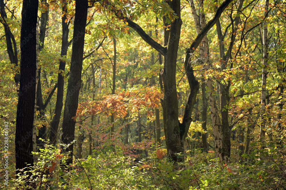 herbstwald