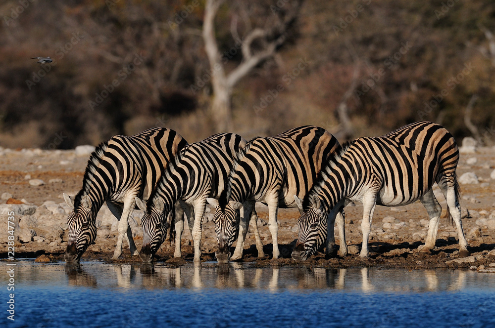 Burchell's zebra herd on a waterhole, etosha nationalpark, namibia Burchell's zebra herd on a waterhole, etosha nationalpark, namibia