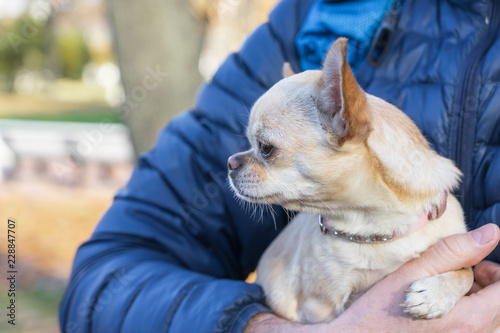 Obraz na plátně Little chihuahua dog in the owner hands