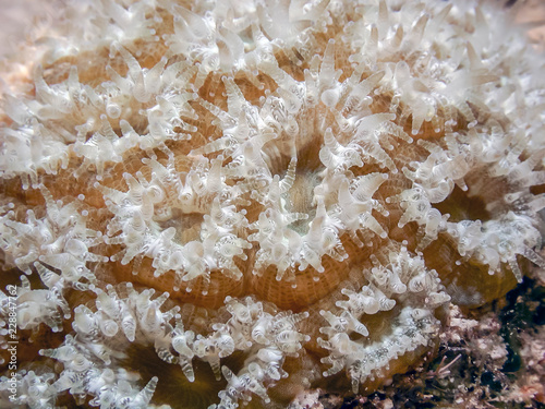 Great star coral at night photo