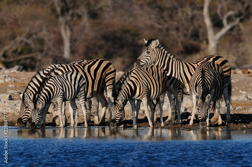 Burchell's zebra herd on a waterhole, etosha nationalpark, namibia