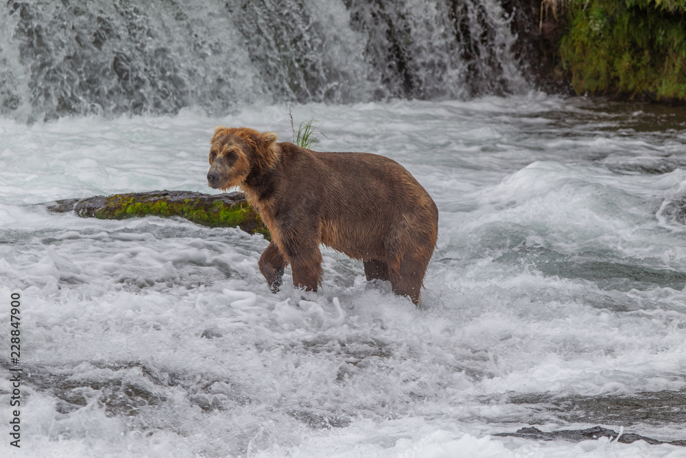 Grizzly bear in Alaska Katmai National Park hunts salmons (Ursus arctos horribilis) Grizzly bear in Alaska Katmai National Park hunts salmons (Ursus arctos horribilis)