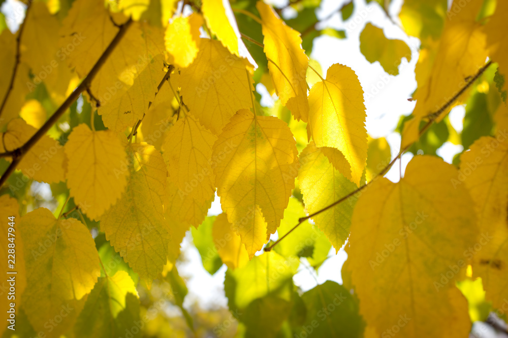 Autumn start, the leaves yellowish, yellow leaf on branch Autumn start, the leaves yellowish, yellow leaf on branch