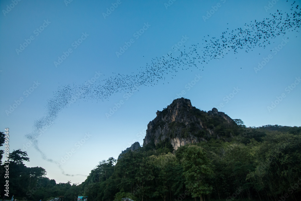 Fototapeta premium Bats fly out cave to sky at suskothai thailand