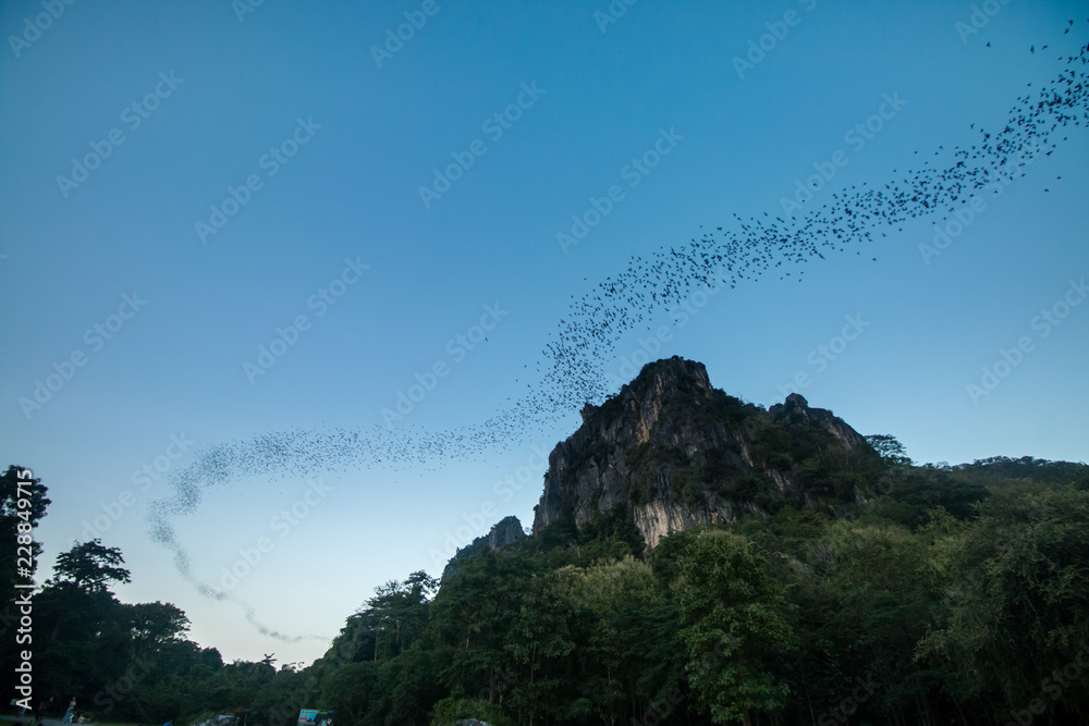 Fototapeta premium Bats fly out cave to sky at suskothai thailand