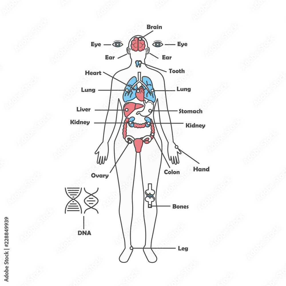 Catturare Estremisti Anello Rigido Female Body Organs Diagram Salvare