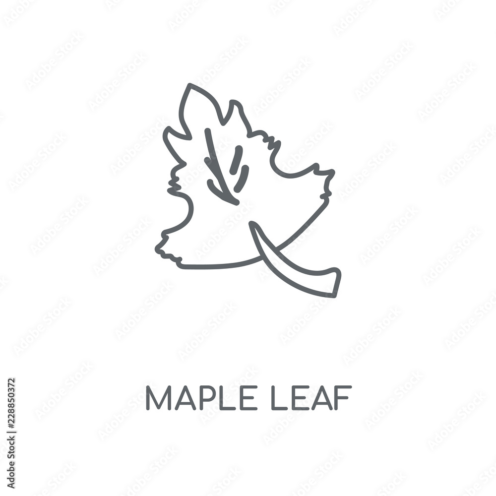 maple leaf icon maple leaf icon