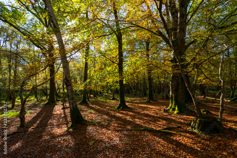 Sunlight breaking through beautiful scenic autumn forest