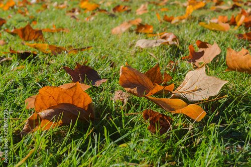 Wallpaper Mural autumn leaf nature scene close up perspective herbst blatt color boden Torontodigital.ca