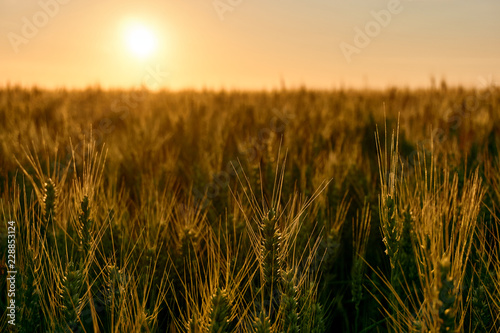 Golden yellow grain or wheat field backlit by the sun at sunset with copy space. Solar or clean energy.