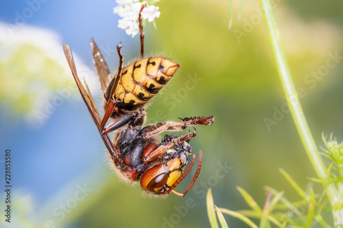 Hornisse - Vespa crabro germana - Hornissen-Königin beim kneten einer Beute photo