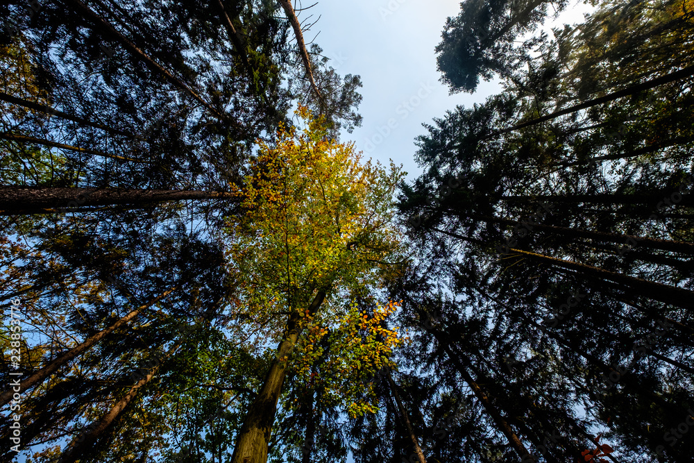 Fototapeta premium Autumn trees