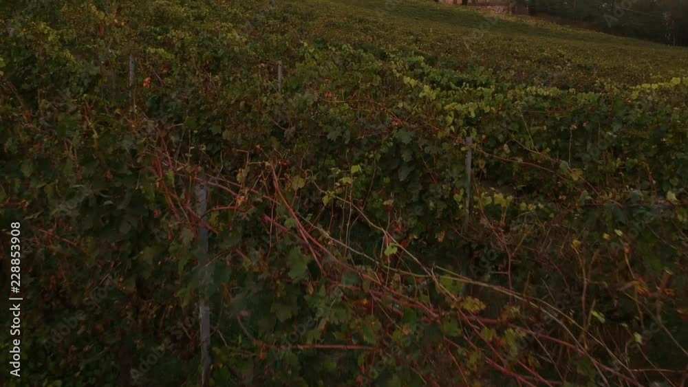 vineyard at sunset shot in Tuscany (Italy) - drone view vineyard at sunset shot in Tuscany (Italy) - drone view