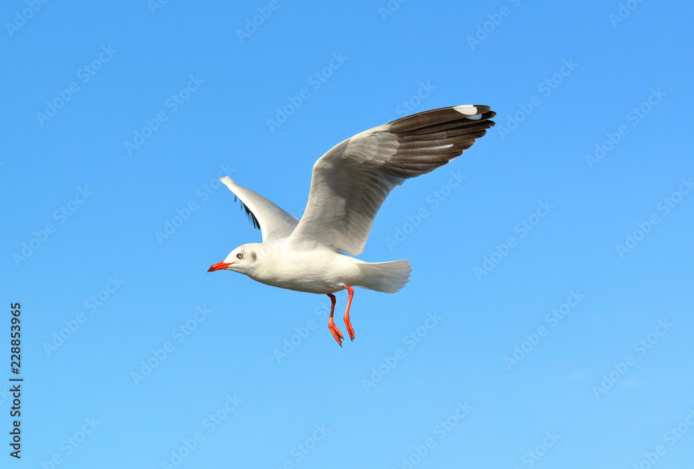 Obraz premium Seagull flying in the sky.