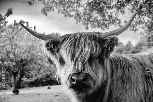 Shaggy cow looking at the viewer with horns