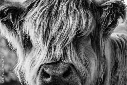 Long-haired cow looking towards the viewer