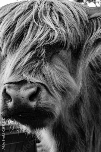 Shaggy cow close up