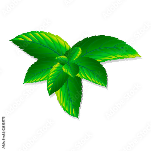 Vector fresh mint leaves on a white background. Menthol healthy aroma. Herbal nature plant. Spearmint green leafs.