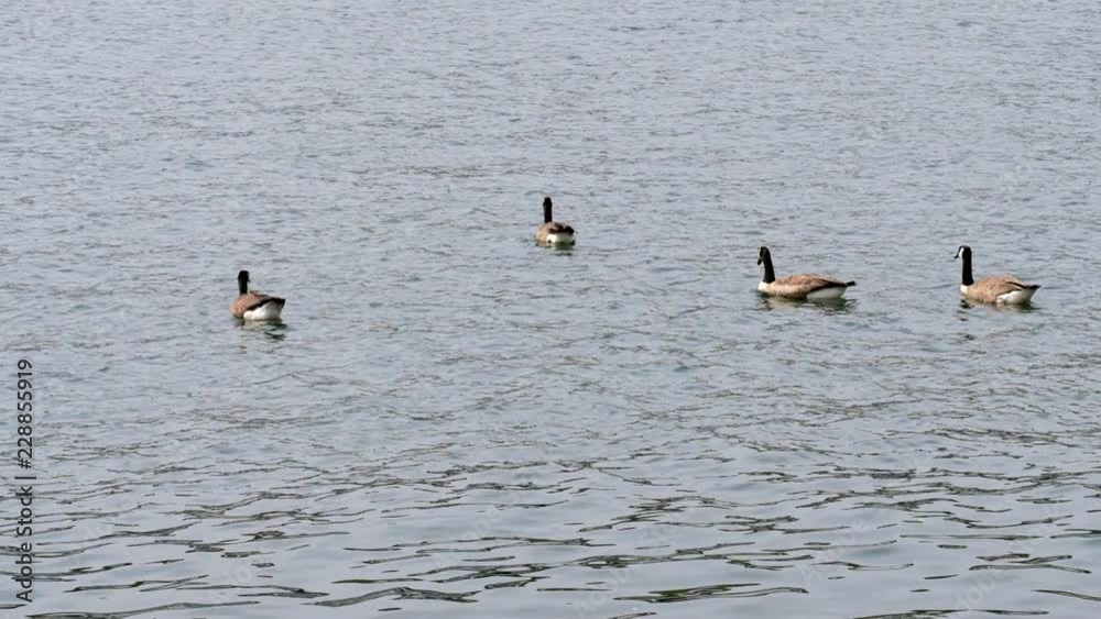 Kanadagänse schwimmend auf dem Nord-Ostsee-Kanal Kanadagänse schwimmend auf dem Nord-Ostsee-Kanal