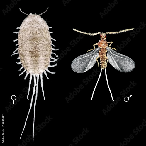 Long-tailed mealybug, Pseudococcus longispinus (Hemiptera: Pseudococcidae). Male and female.
