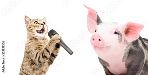 Portrait of a singing cat and piglet, isolated on white background