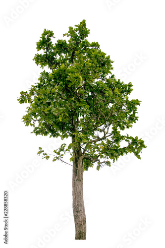 tree on white background clipping paths.