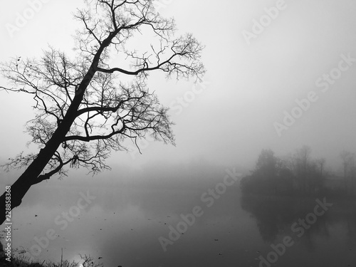 Monochrome shot of picturesque silhouette of a single tree, reflection on lake water at sunrise. Black and white graphic picture of early morning with mist surrounded nature.