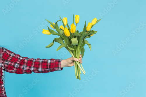 Bouquet of yellow tulips in women's hand on blue background with copy space photo