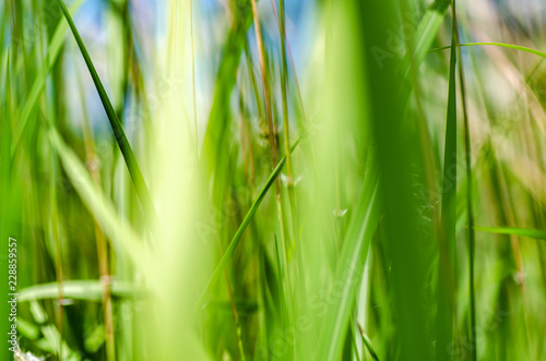 abstract closeup image of wild grass called Cogongrass (Imperata cylindrica) plant under bright sun