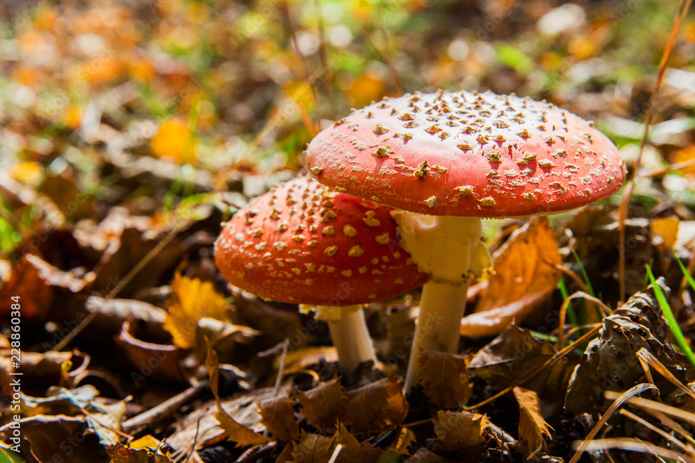 Red amanita in the forest. Autumn mushroom. Dangerous mushroom Red amanita in the forest. Autumn mushroom. Dangerous mushroom